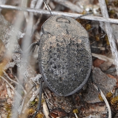 Helea ovata (Pie-dish beetle) at Hall, ACT - 31 Oct 2024 by Anna123