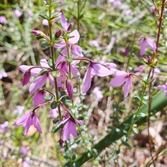 Tetratheca thymifolia (Black-eyed Susan) at Bundanoon, NSW - 30 Oct 2024 by Aussiegall