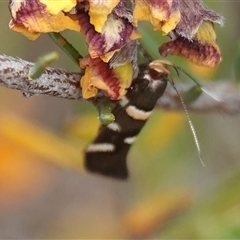 Macrobathra alternatella (A Gelechioid moth) at Hall, ACT - 31 Oct 2024 by Anna123