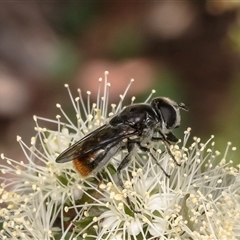 Psilota sp. (genus) (Hover fly) at Acton, ACT - 31 Oct 2024 by Roger