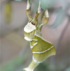 Aenetus ligniveren (Common Splendid Ghost Moth) at Hall, ACT - 31 Oct 2024 by Anna123