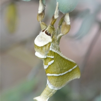 Aenetus ligniveren (Common Splendid Ghost Moth) at Hall, ACT - 31 Oct 2024 by Anna123