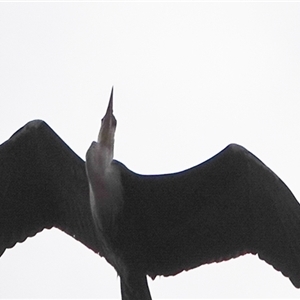 Ardea pacifica at Hall, ACT - 31 Oct 2024