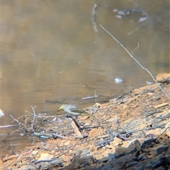 Ptilotula penicillata (White-plumed Honeyeater) at Chiltern, VIC - 28 Oct 2024 by Darcy