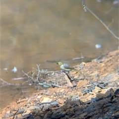 Ptilotula penicillata at Chiltern, VIC - 29 Oct 2024 09:59 AM