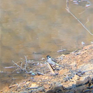 Melithreptus gularis gularis (Black-chinned Honeyeater) at Chiltern, VIC by Darcy