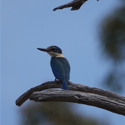 Todiramphus sanctus (Sacred Kingfisher) at Hall, ACT - 31 Oct 2024 by Anna123