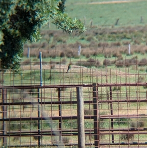 Merops ornatus at Chiltern, VIC - 29 Oct 2024 10:10 AM