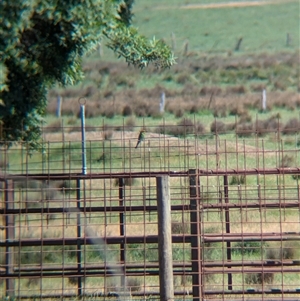 Merops ornatus (Rainbow Bee-eater) at Chiltern, VIC by Darcy