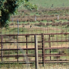 Merops ornatus at Chiltern, VIC - 29 Oct 2024 10:10 AM