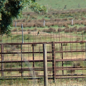 Merops ornatus at Chiltern, VIC - 29 Oct 2024