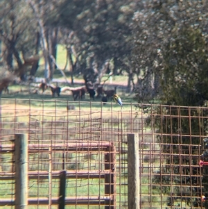 Merops ornatus at Chiltern, VIC - 29 Oct 2024