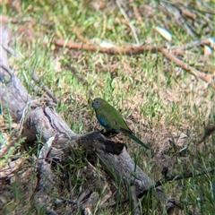 Neophema pulchella (Turquoise Parrot) at Chiltern, VIC - 29 Oct 2024 by Darcy