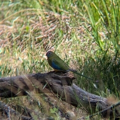 Neophema pulchella at Chiltern, VIC - suppressed