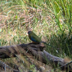 Neophema pulchella at Chiltern, VIC - 29 Oct 2024