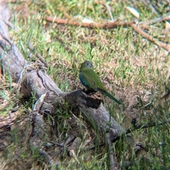 Neophema pulchella at Chiltern, VIC - suppressed