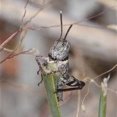 Brachyexarna lobipennis (Stripewinged meadow grasshopper) at Hall, ACT - 31 Oct 2024 by Anna123