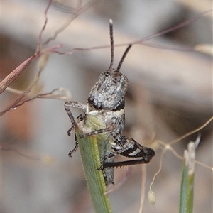 Brachyexarna lobipennis at Hall, ACT - 31 Oct 2024 12:25 PM