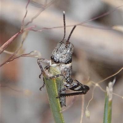 Brachyexarna lobipennis (Stripewinged meadow grasshopper) at Hall, ACT - 31 Oct 2024 by Anna123