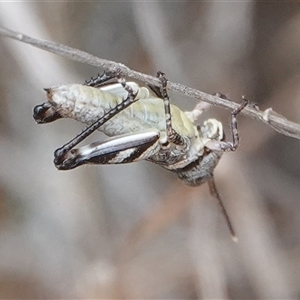 Brachyexarna lobipennis at Hall, ACT - 31 Oct 2024 12:25 PM