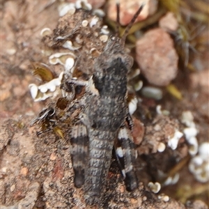 Brachyexarna lobipennis at Hall, ACT - 31 Oct 2024 12:25 PM