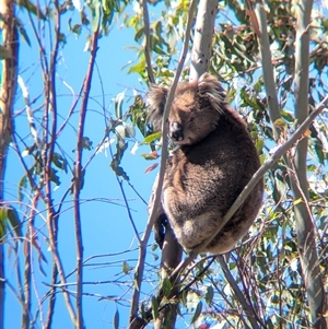 Phascolarctos cinereus at Chiltern, VIC - 29 Oct 2024