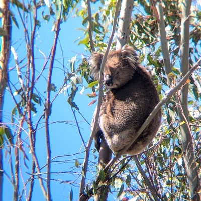 Phascolarctos cinereus (Koala) at Chiltern, VIC - 29 Oct 2024 by Darcy