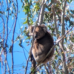 Phascolarctos cinereus at Chiltern, VIC - 29 Oct 2024