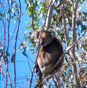 Phascolarctos cinereus at Chiltern, VIC - 29 Oct 2024