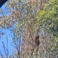 Phascolarctos cinereus at Chiltern, VIC - 29 Oct 2024 11:00 AM
