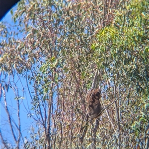 Phascolarctos cinereus at Chiltern, VIC - 29 Oct 2024