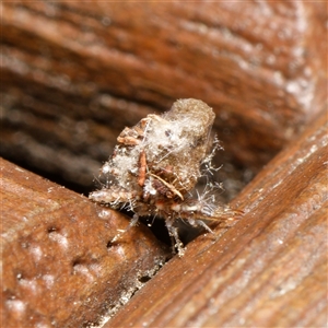 Chrysopidae (family) at Downer, ACT - 31 Oct 2024 12:27 PM