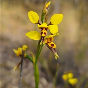 Diuris sulphurea at Forbes Creek, NSW - 31 Oct 2024