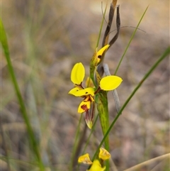 Diuris sulphurea at Forbes Creek, NSW - 31 Oct 2024