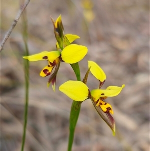 Diuris sulphurea at Forbes Creek, NSW - 31 Oct 2024