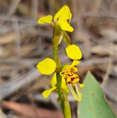 Diuris sulphurea at Forbes Creek, NSW - 31 Oct 2024