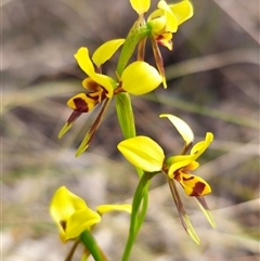 Diuris sulphurea at Forbes Creek, NSW - 31 Oct 2024