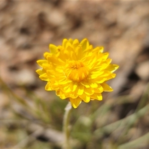 Leucochrysum albicans at Forbes Creek, NSW - suppressed