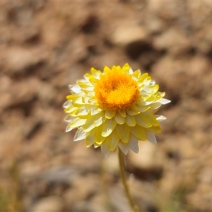 Leucochrysum albicans at Forbes Creek, NSW - suppressed