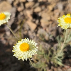 Leucochrysum albicans at Forbes Creek, NSW - suppressed