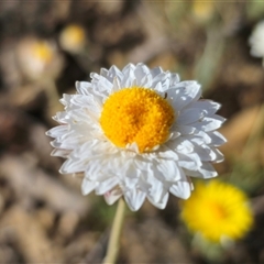 Leucochrysum albicans at Forbes Creek, NSW - suppressed