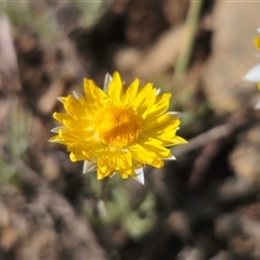 Leucochrysum albicans at Forbes Creek, NSW - suppressed