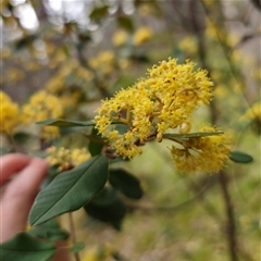 Pomaderris andromedifolia at Forbes Creek, NSW - 31 Oct 2024 04:26 PM