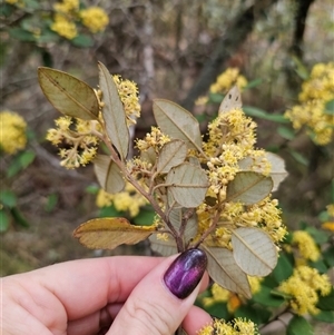 Pomaderris andromedifolia at Forbes Creek, NSW - 31 Oct 2024 04:26 PM