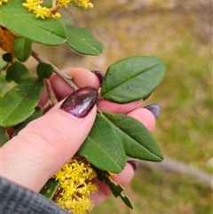 Pomaderris andromedifolia at Forbes Creek, NSW - 31 Oct 2024 04:26 PM