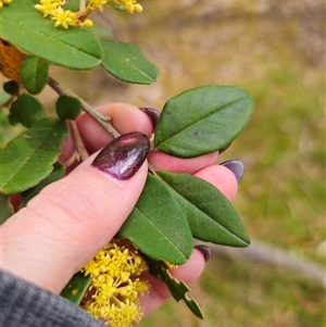 Pomaderris andromedifolia at Forbes Creek, NSW - 31 Oct 2024 04:26 PM