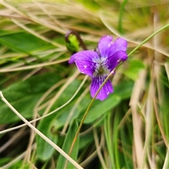 Viola betonicifolia subsp. betonicifolia (Arrow-Leaved Violet) at Palerang, NSW - 31 Oct 2024 by Csteele4