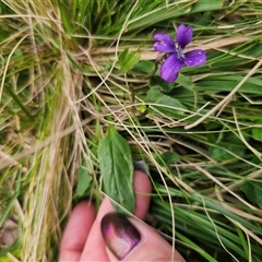 Viola betonicifolia subsp. betonicifolia at Palerang, NSW - 31 Oct 2024 04:08 PM