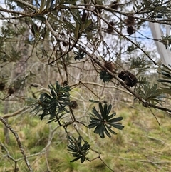 Banksia marginata at Palerang, NSW - 31 Oct 2024