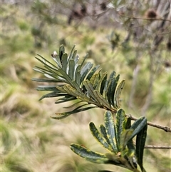 Banksia marginata at Palerang, NSW - 31 Oct 2024